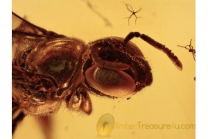 APIDAE Great Looking Honey Bee  in BALTIC AMBER 1393